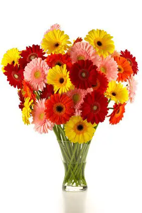 bouquet of different colored gerbera