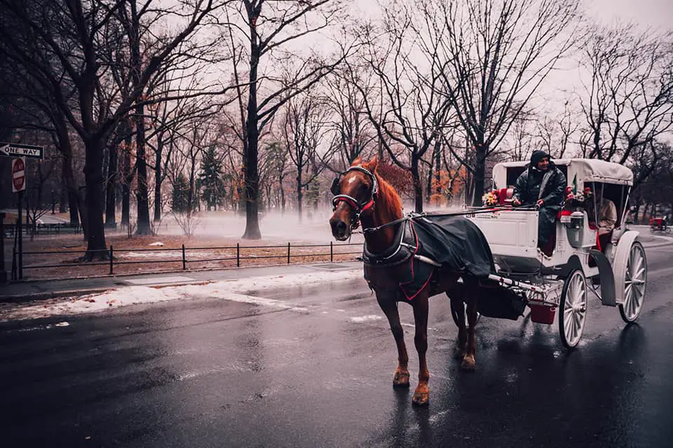 horse carriage in the street