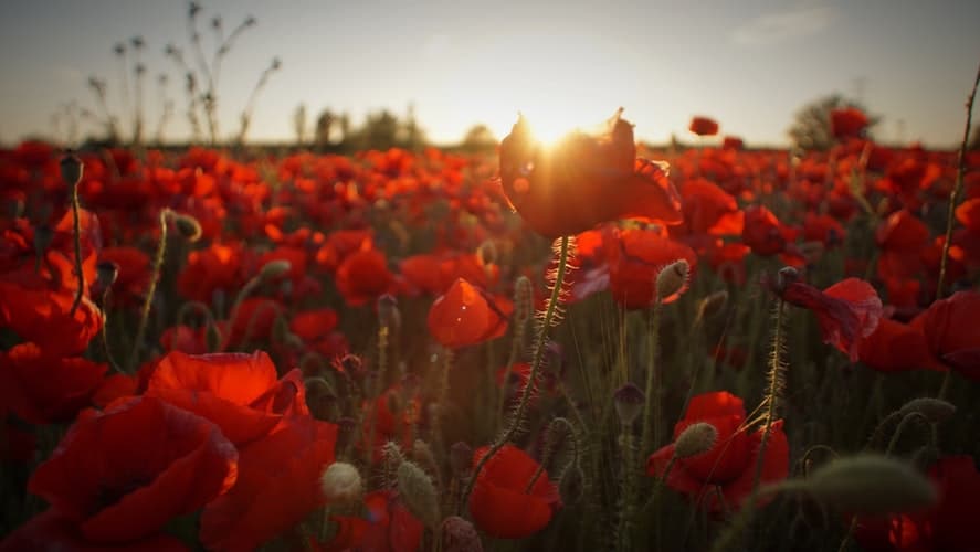 red flowers in the field