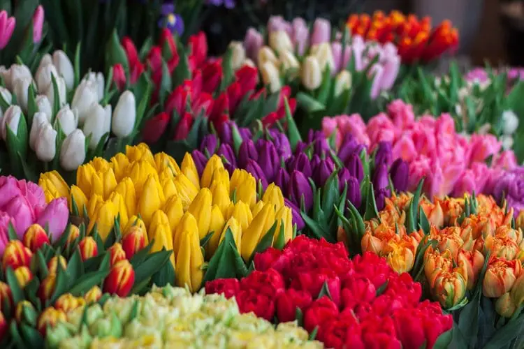 colorful flowers for wedding